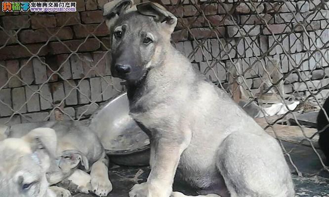 了解狼青犬的品种特点（一窥狼青犬的品种分类和养护技巧）