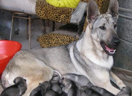 了解狼青犬的品种特点（一窥狼青犬的品种分类和养护技巧）