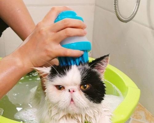 猫咪洗澡必知，俩个月的小猫也能沐浴吗？