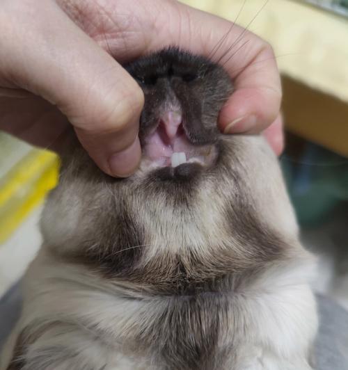猫门牙掉光了，如何照顾它的口腔健康（失去门牙）