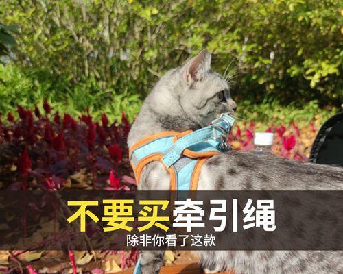 猫生小猫究竟有几只胎（揭秘猫妈咪的孕育规律）