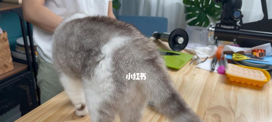 猫尾巴的神奇作用（探究猫尾巴的奥秘）