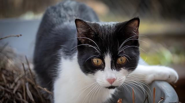 如何与宠物猫进行有效的交流（猫语体验）