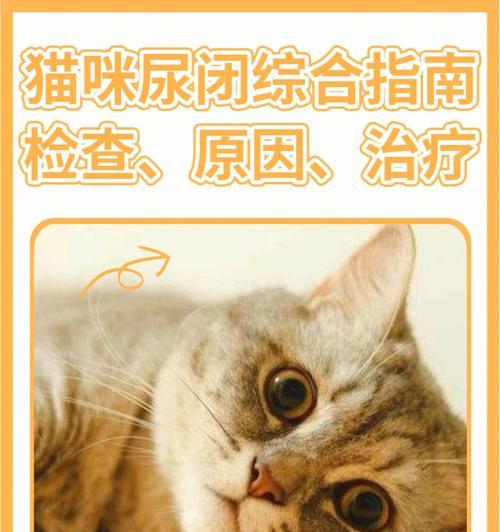 宠物猫咪膀胱炎自愈能力大吗（了解猫咪膀胱炎的自愈能力）