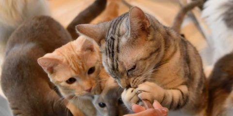 猫咪便秘的治疗方法（宠物护理专家分享养猫心得）
