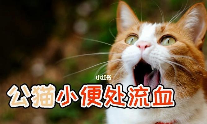 猫咪便血急救全指南（宠物便血问题解决方案）