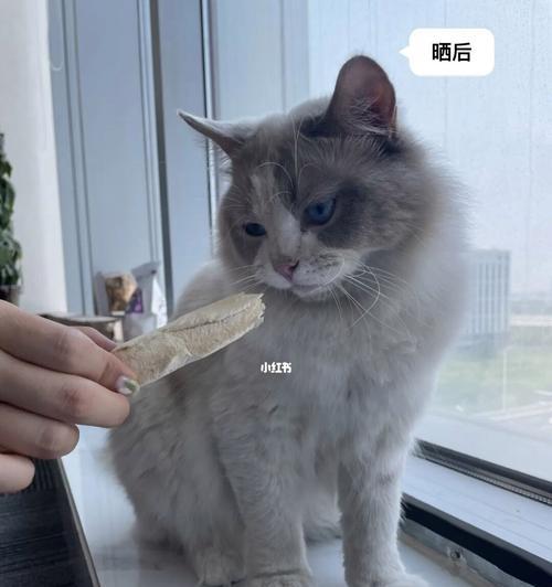 如何有效治疗猫咪变瘦问题（掌握这些关键方法）