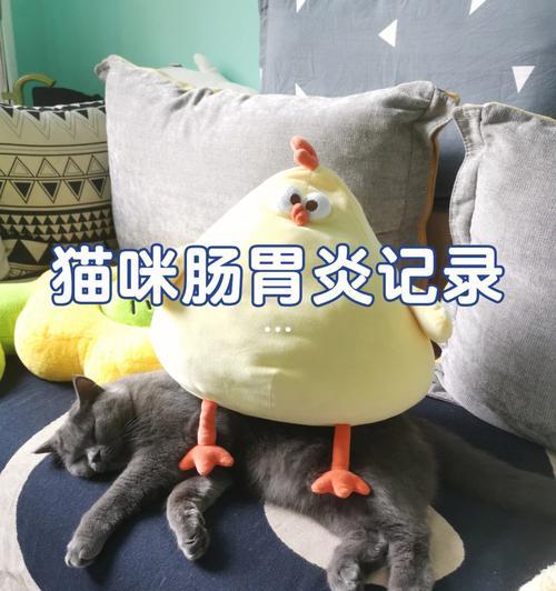 猫咪肠炎该如何治疗（医院针对猫咪肠炎的治疗方案及注意事项）