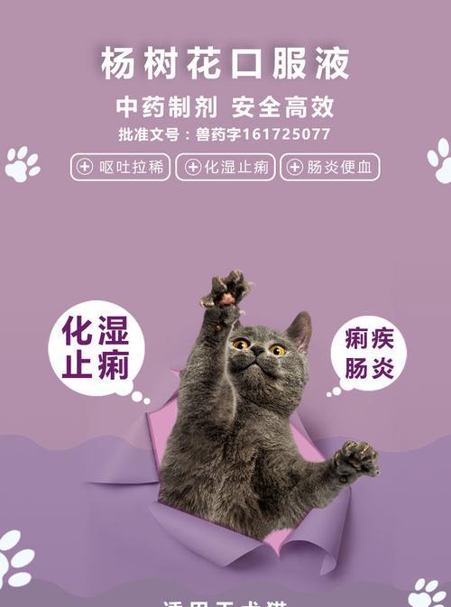 猫咪肠炎该如何治疗（医院针对猫咪肠炎的治疗方案及注意事项）