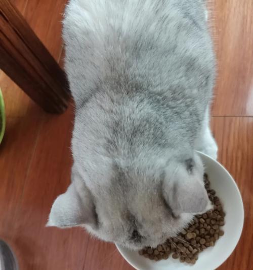 猫咪的肉食饮食需求——以猫咪吃猪肉为例（了解猫咪的营养需求、烹饪技巧和注意事项）