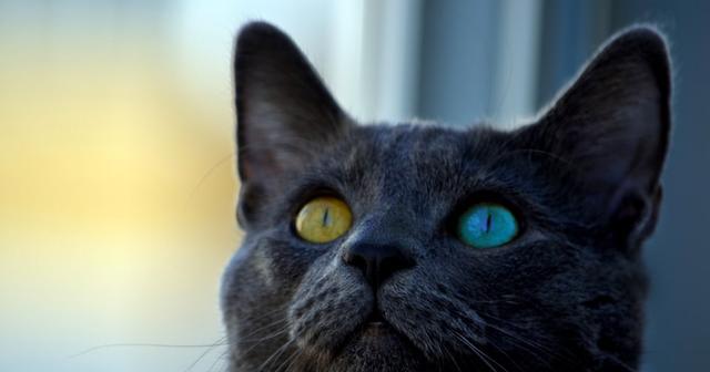 猫咪的眼睛变色原因解析（了解宠物眼睛变色的必要性及如何做好预防工作）