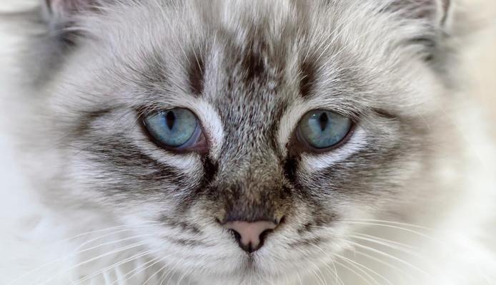 猫咪的眼睛变色原因解析（了解宠物眼睛变色的必要性及如何做好预防工作）