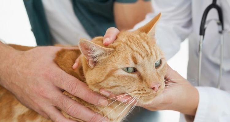 猫咪的气味探秘（从宠物的视角看世界）