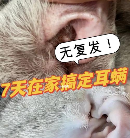 猫咪耳螨（探究宠物猫咪耳螨的自我恢复能力及其必要干预措施）