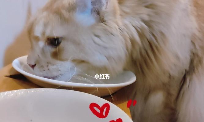 猫咪喝水增多应对方法（宠物饮食健康）