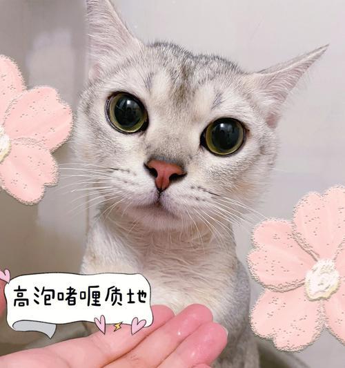 猫咪洗澡全攻略（一步步教你如何给猫咪洗澡）