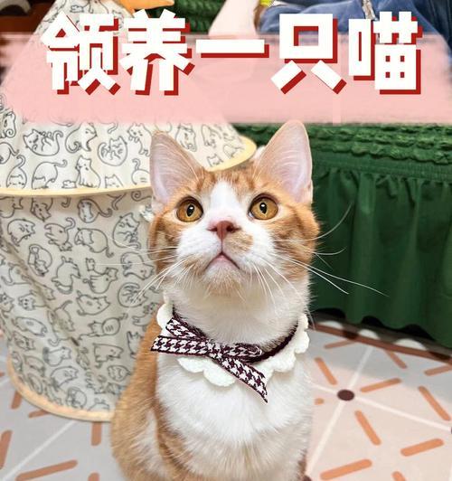 猫咪生产后的注意事项（为你的毛球宝贝做好生产后的照顾）