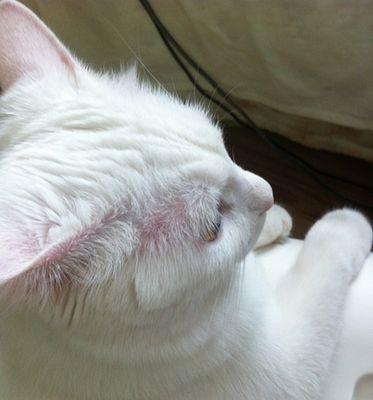 猫咪眼睛周围猫癣的治疗方法（以宠物为主）