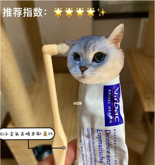 猫咪刷牙秘诀大揭秘（如何选择适合猫咪的牙刷及牙膏）