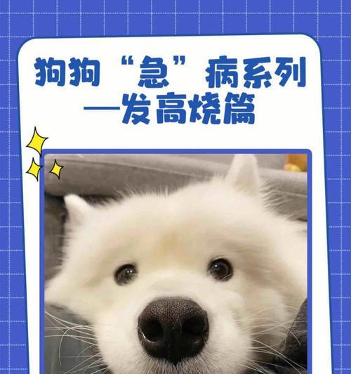 宠物犬瘟热发烧怎么办（药品治疗是重要的方法）