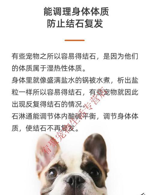 猫咪尿路感染症状解析（了解如何预防和治疗你的爱宠）