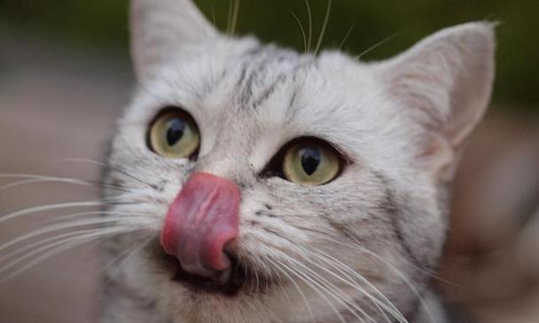 猫咪球虫病会导致呕吐吗（宠物饲主必须了解的球虫病知识）