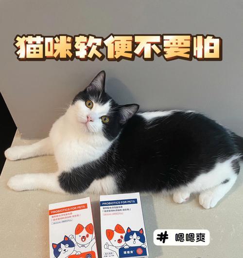 猫咪软便如何处理（探讨宠物医疗中软便问题）