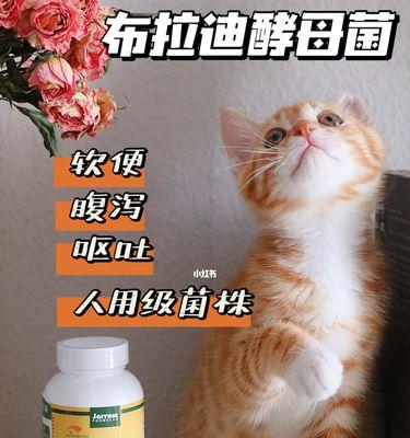 猫咪软便如何处理（探讨宠物医疗中软便问题）