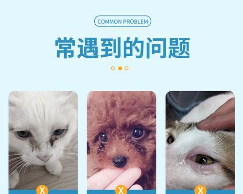 猫咪生产后的流血问题——宠物主人必看（宠物生产过程中）