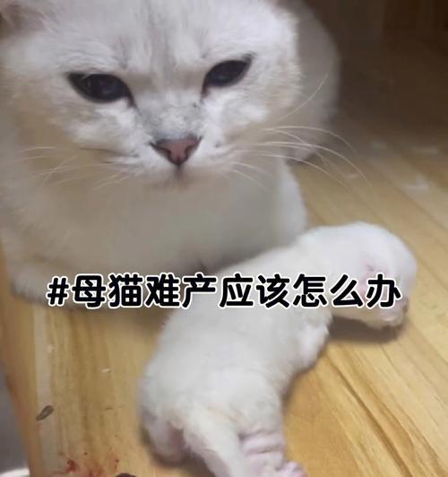 为什么猫咪会难产（探究猫咪难产的原因及预防方法）