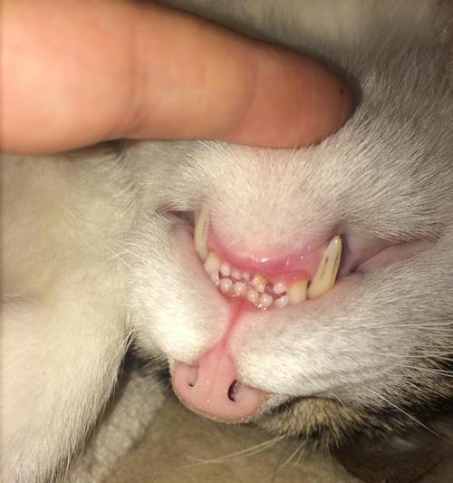 猫咪掉牙怎么办（细节与护理）