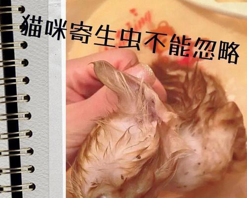 猫咪眼线虫感染人，如何预防和治疗（以宠物为主）