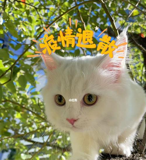 猫咪着凉了怎么办（以宠物为主的有效治疗方法）