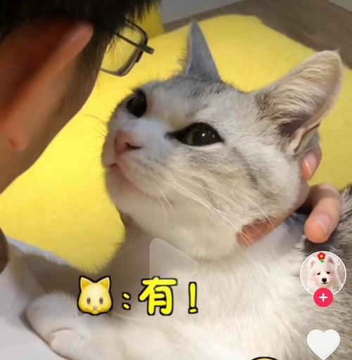 宠物猫抖头的原因与解决方法（探究猫咪抖头现象的背后原因）