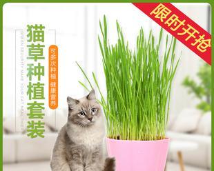 没有猫草，你的猫该吃什么（宠物养护贴士）