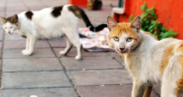 以摸野猫会得什么病（了解野猫的健康状况）