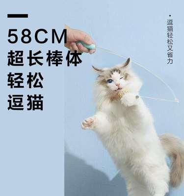 如何给宠物猫提供磨牙的选择（为了保持宠物健康）