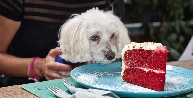 犬吃巧克力后的应急处理方式（以宠物为主）