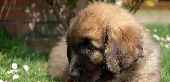 以犬王里的阿拉斯加雪橇犬为主题的宠物养护指南（掌握阿拉斯加雪橇犬的饲养）