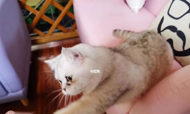 让猫生小猫——好主意还是不明智的决定（宠物的繁殖真的值得一试吗）