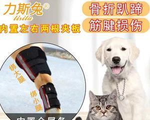 泰迪犬骨折应急处理指南（如何保护你的宠物免受骨折伤害）