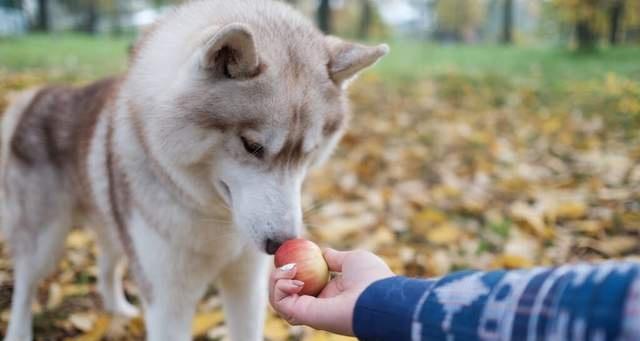 小狗狗能吃红枣吗（探究宠物犬是否适宜食用红枣）