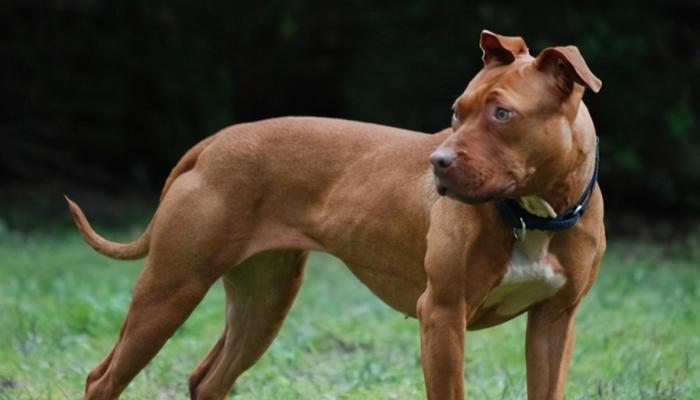 寻找最强犬种（探究犬种特点）