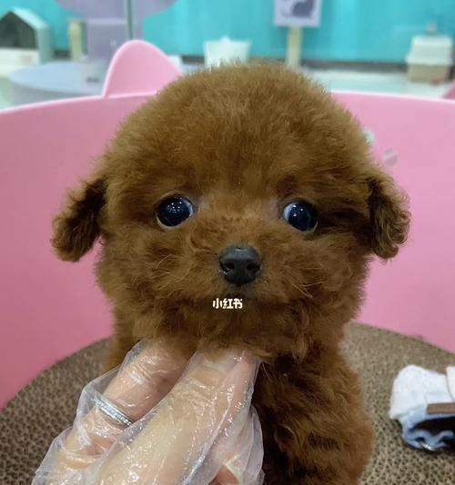 泰迪幼狗的饮食需求（了解泰迪幼狗的食量）