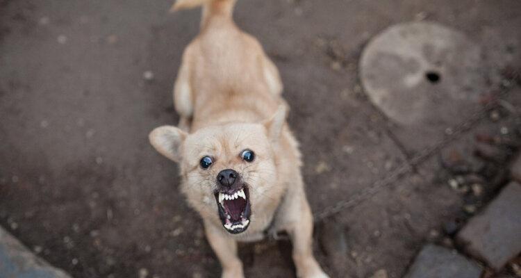 小狗咬人打针，如何避免这种情况发生（宠物犬咬人后的处理及预防措施）