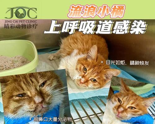 小猫杯状病毒感染的危害与防治（宠物猫的常见病症之一）