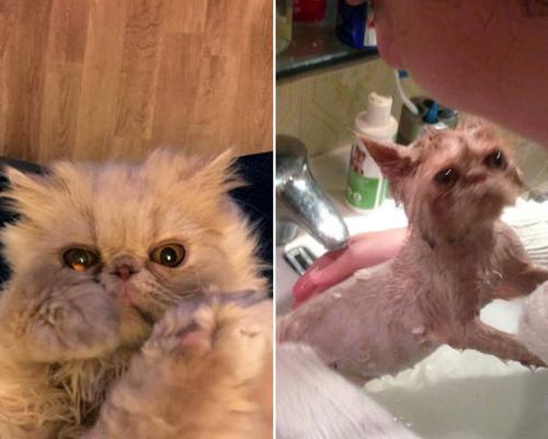 宠物小猫几周可以洗澡（正确护理猫咪）