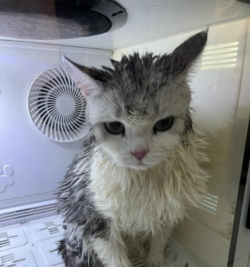 宠物小猫几周可以洗澡（正确护理猫咪）