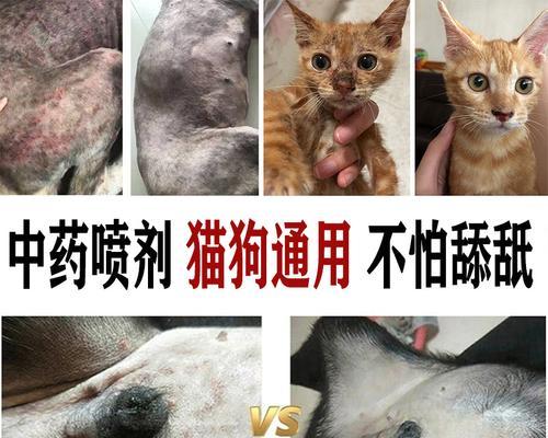 如何用药治疗小猫猫藓（详解药物种类及使用方法）