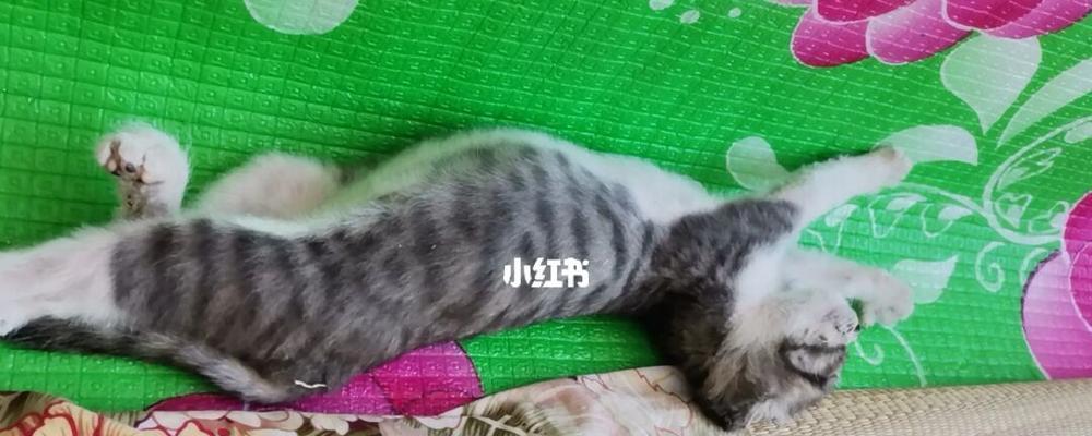 小猫如何正确食用乳酶生（以宠物为主的饮食健康知识）